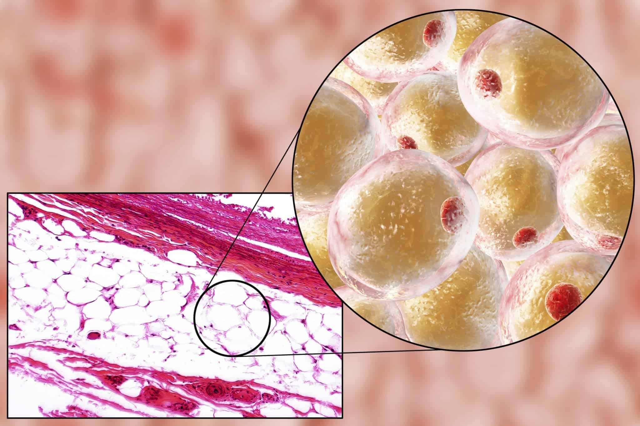 Adipose tissue, fat cells