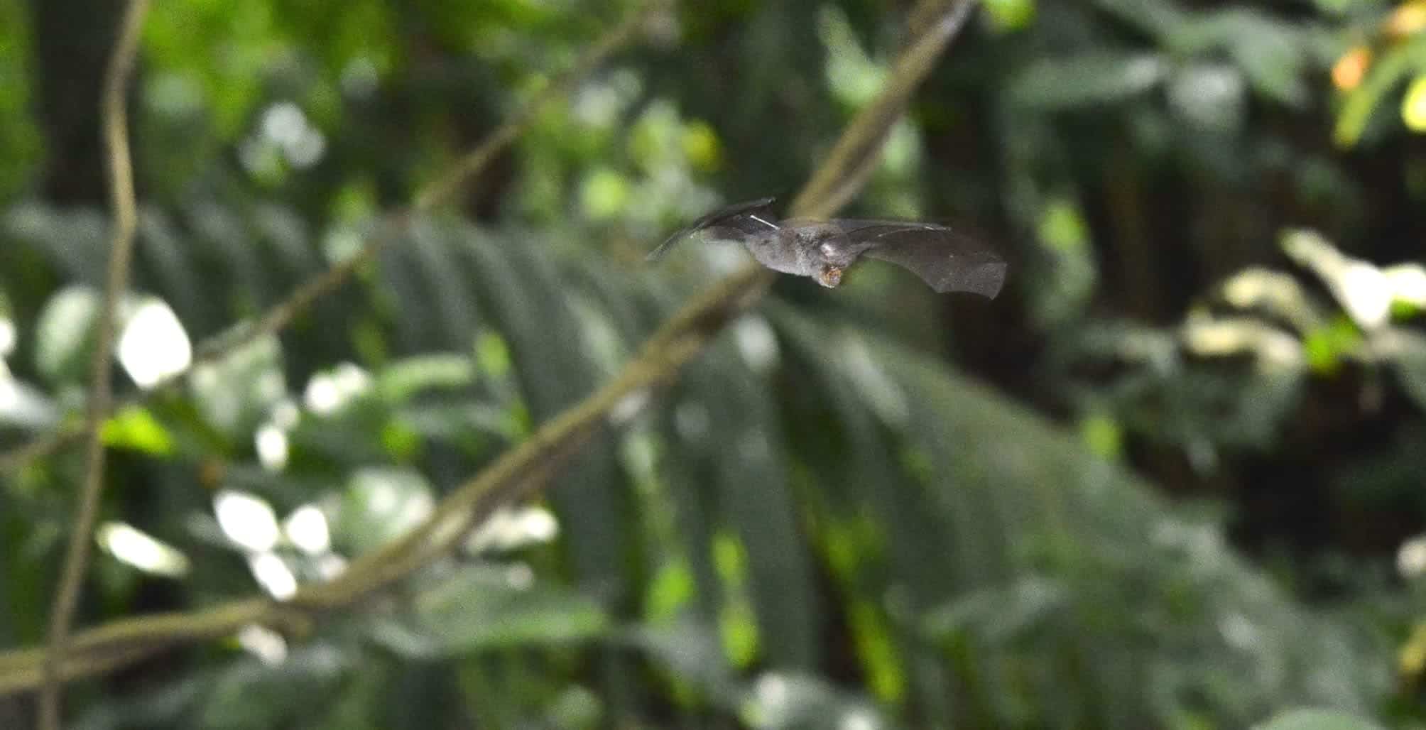 horseshoe bat
