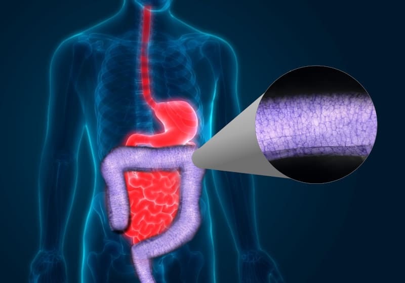 Enteric nervous system