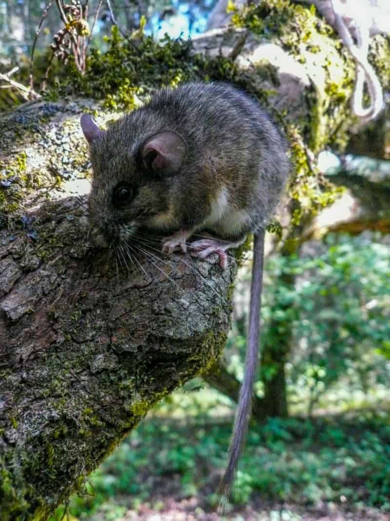Image of a woodrat sitting in a tree