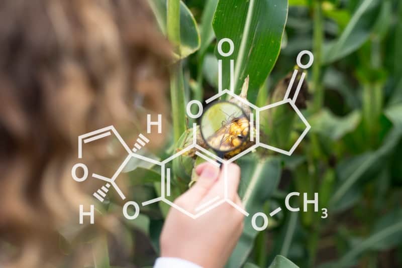 Corn crops and chemical structure of Aflatoxin