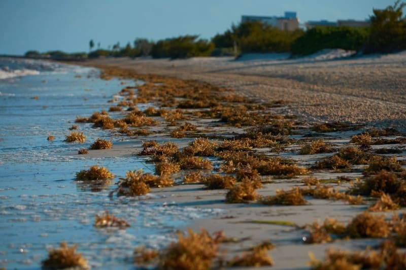 Brown algae on the beach