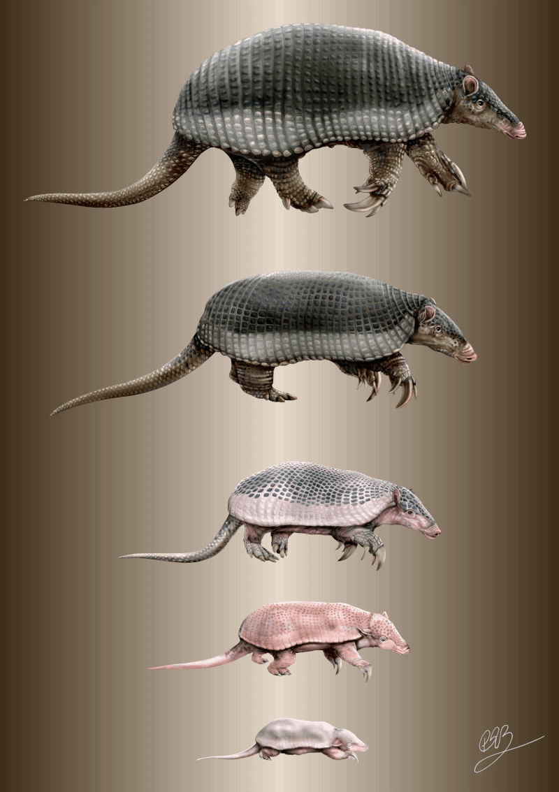 Illustration of a Giant Armadillo’s development