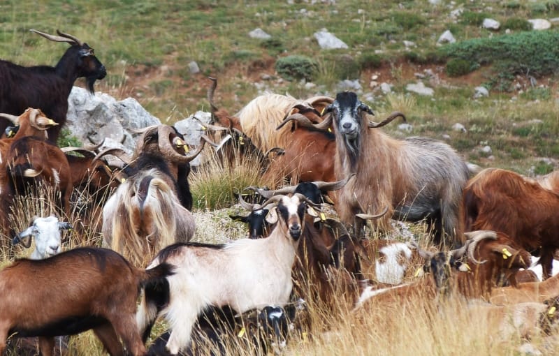Photograph of goats