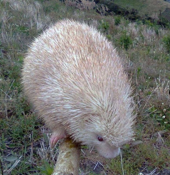 albino stump-tailed porcupine