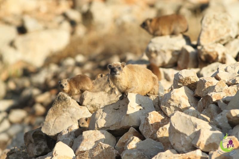 Rock hyrax