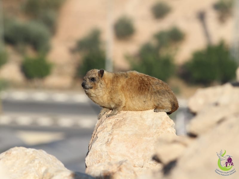 Rock hyrax