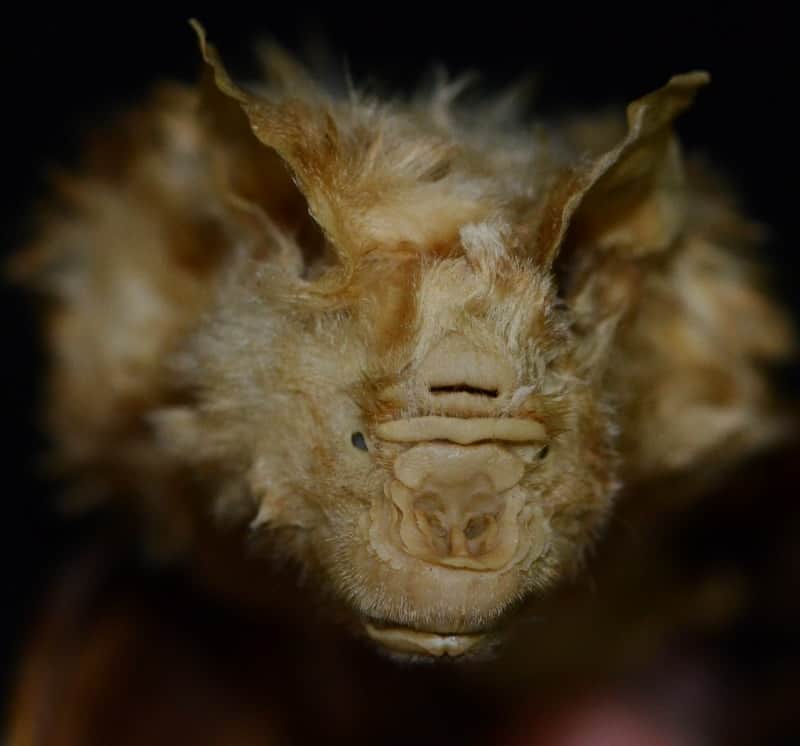 Photograph of the museum specimen displaying the bat's characteristic facial features