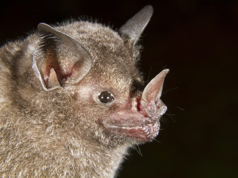 Are Vampire Bats Blind