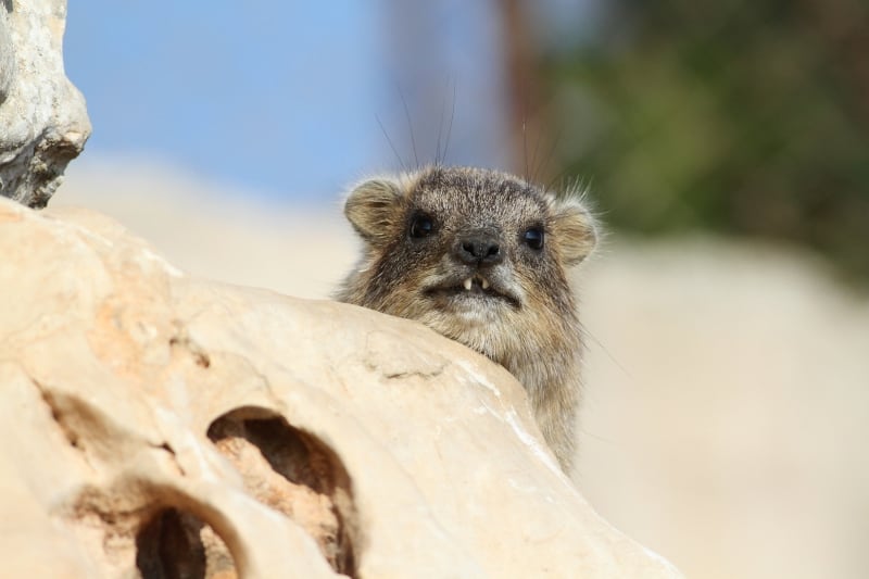 Hyrax