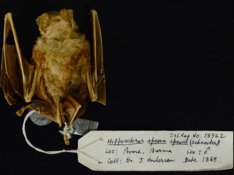 Photograph of the museum specimen of Schneider's leaf-nosed bat