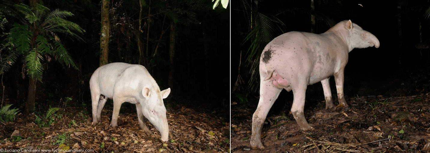 Two albino tapirs