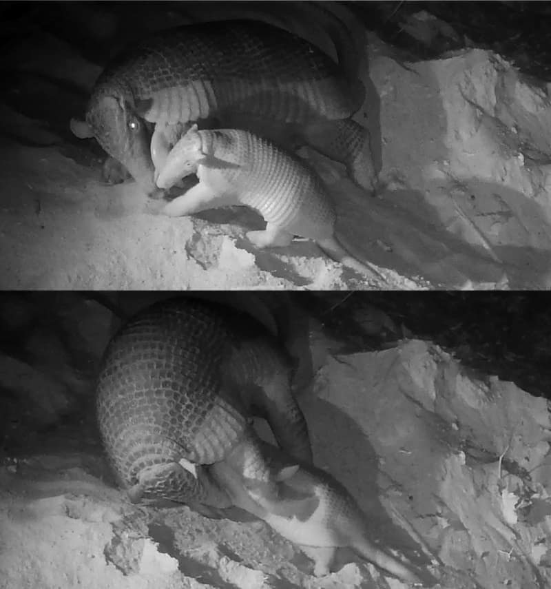 Camera trap images of a giant armadillo and its baby