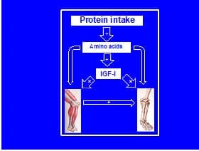 dietary protein, bone and skeletal muscle, acquisition during growth, maintenance during adulthood, osteoporosis prevention, sarcopenia prevention
