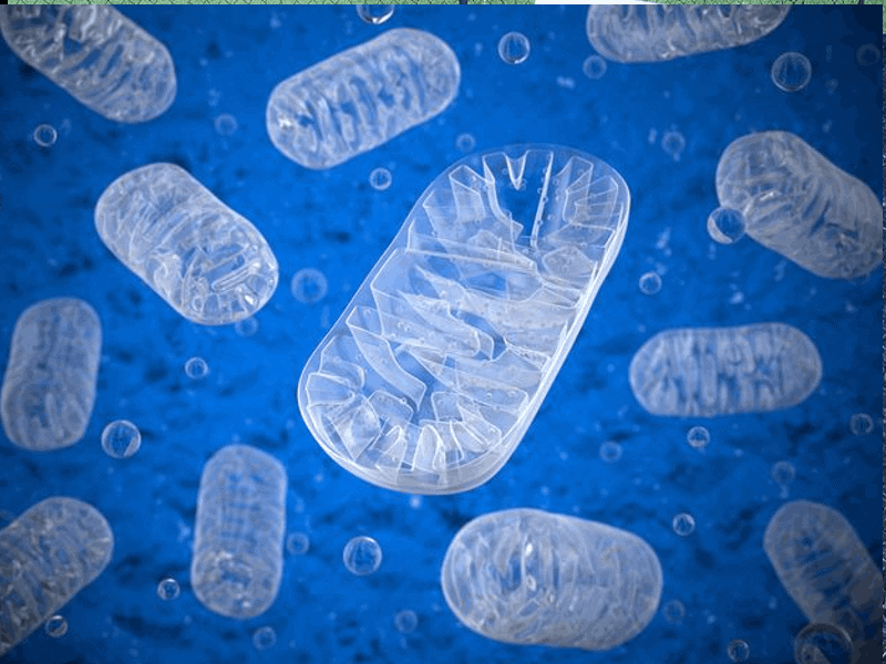 Mitochondria on blue background