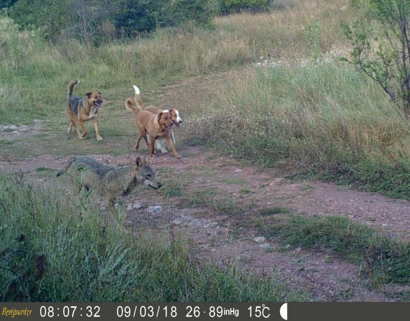 Feral dog group and wolf