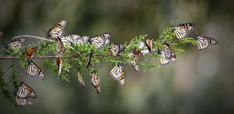 Wintering monarch butterflies