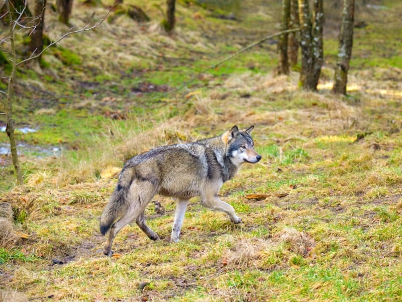 Wolf wandering the forest