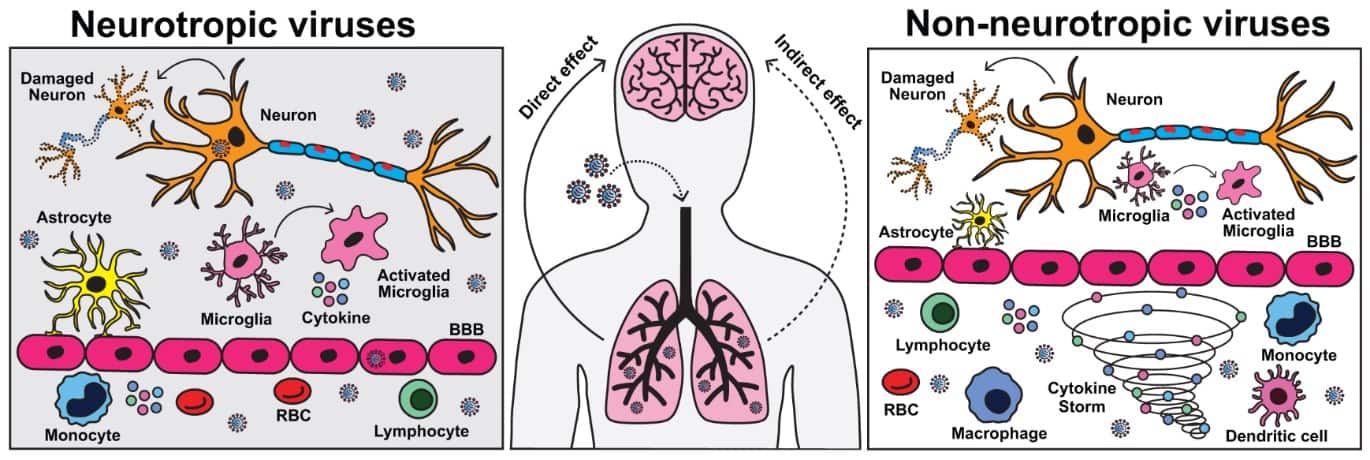 The effects of neurotropic and non-neurotropic viruses