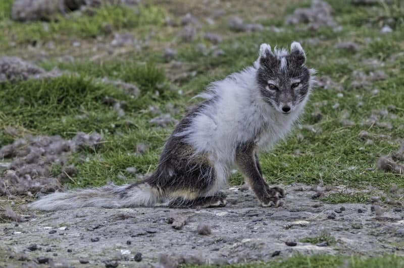 Arctic fox