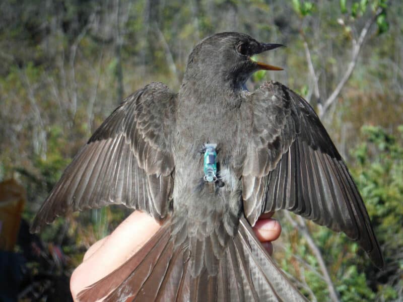 Olive-sided flycatcher with a small geolocator backpack
