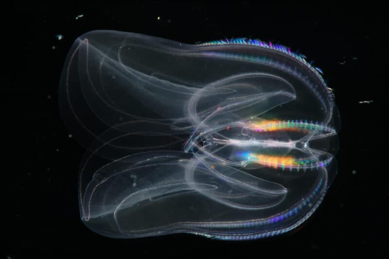 Photo of Mnemiopsis leidyi, the sea walnut. The animal has an oval-shaped, mostly transparent and lobed body.