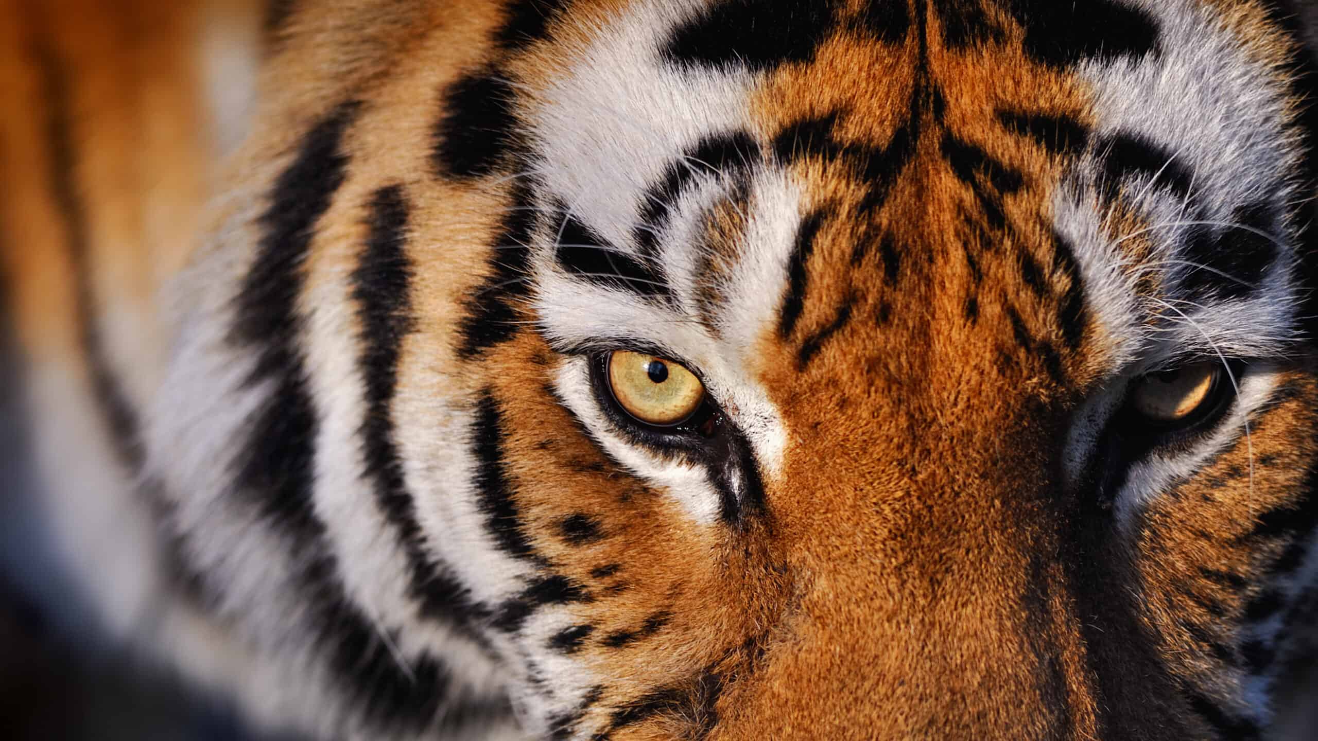 Save the Planet, Grow the Economy! Lessons from Tiger Conservation - De ...