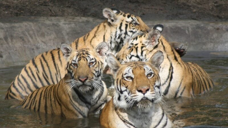 Four tigers bathing in a water hole