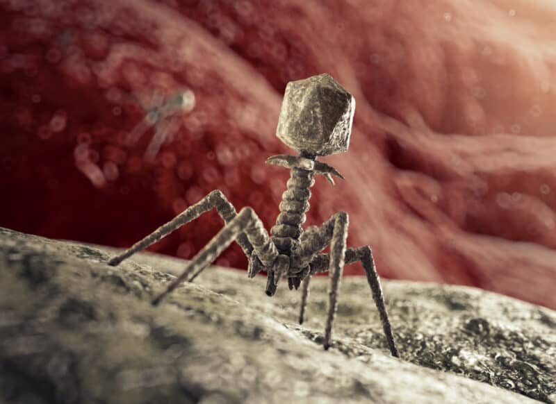 Illustration of a phage about to inject DNA into a bacterium