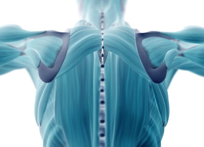3D, blue-colored illustration of the muscles in the human back